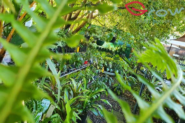 Grounds of Grow Plant Nursery Bribie Island garden centre